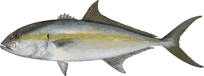 Illustration of a Gulf Coast Amberjack
