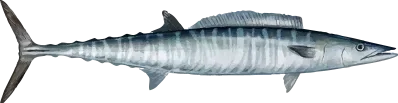 Illustration of a King Mackerel