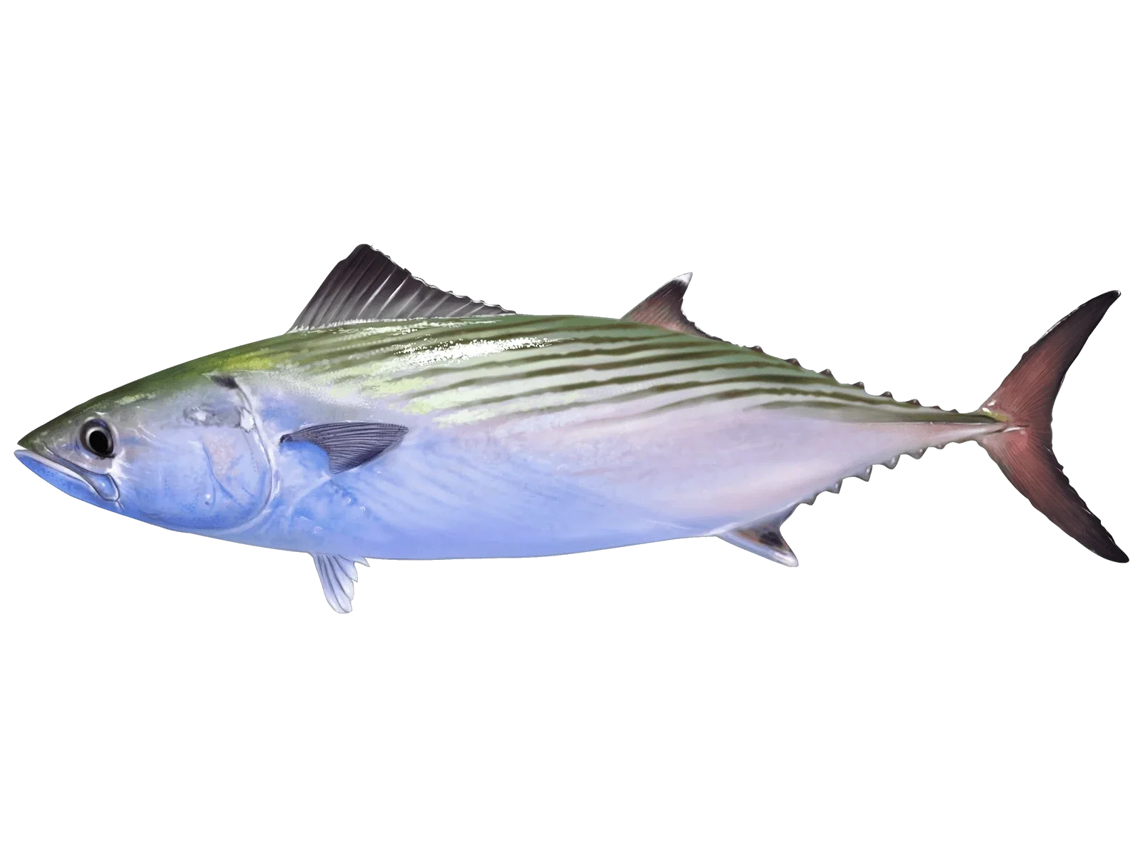 Illustration of a bonito