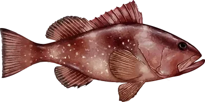 Illustration of a Red Grouper