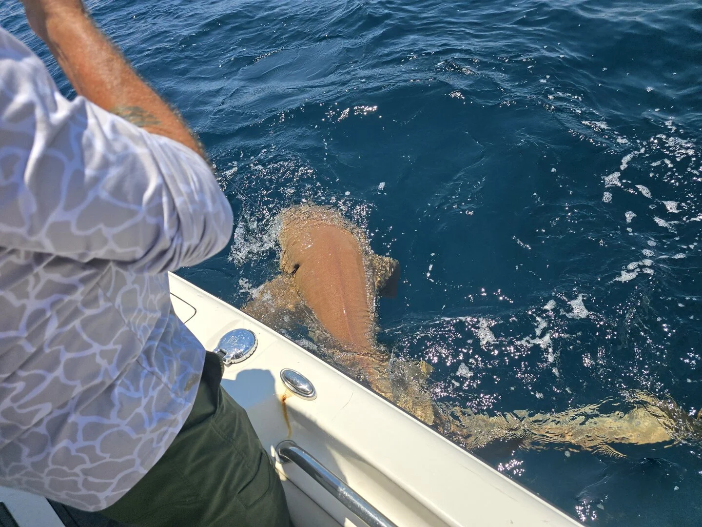 Large shark alongside the Bluewater Charter boat during an offshore fishing trip on Florida's Emerald Coast
