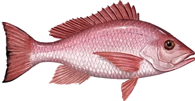 Illustration of a Red Snapper
