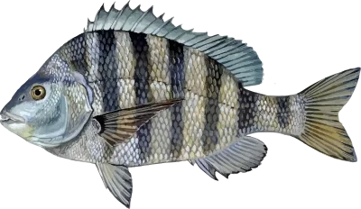Illustration of a Gulf Coast Sheepshead