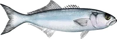 Illustration of a Bluefish