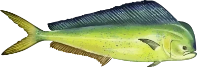Fresh green bass fish with yellow fins and spotted body isolated on black background.