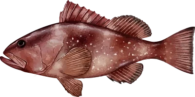 Illustration of a Gulf Coast Red Drum
