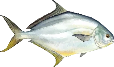 Illustration of a Pompano