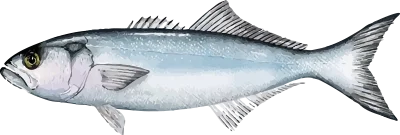 Illustration of a Gulf Coast Bluefish