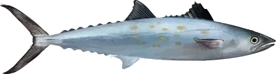 Illustration of Spanish Mackerel