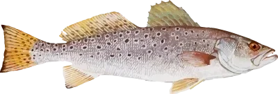 Illustration of a Spotted Seatrout