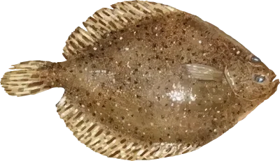 Illustration of a Flounder