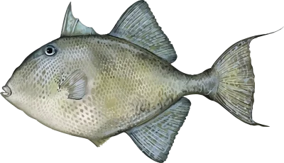 Illustration of a Gulf Coast Triggerfish