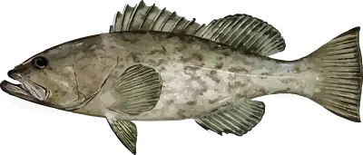 Illustration of a Gulf Coast Gag Grouper