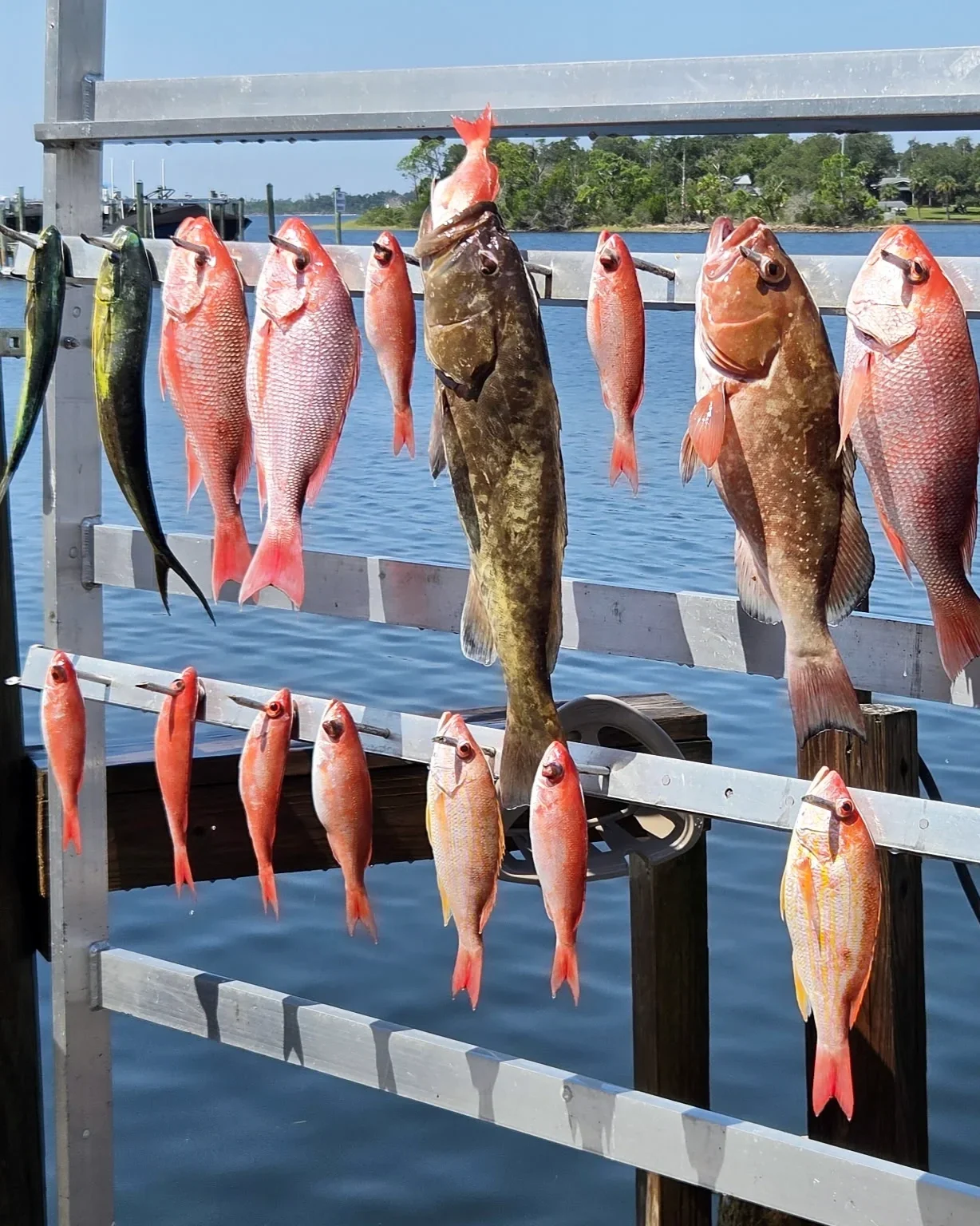 Fresh catch of red snapper, grouper, vermilion snapper and mahi-mahi displayed at the dock after a Bluewater Charter offshore fishing trip