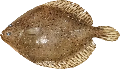 Illustration of a Gulf Coast Flounder