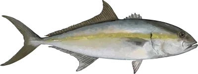 Illustration of an Amberjack