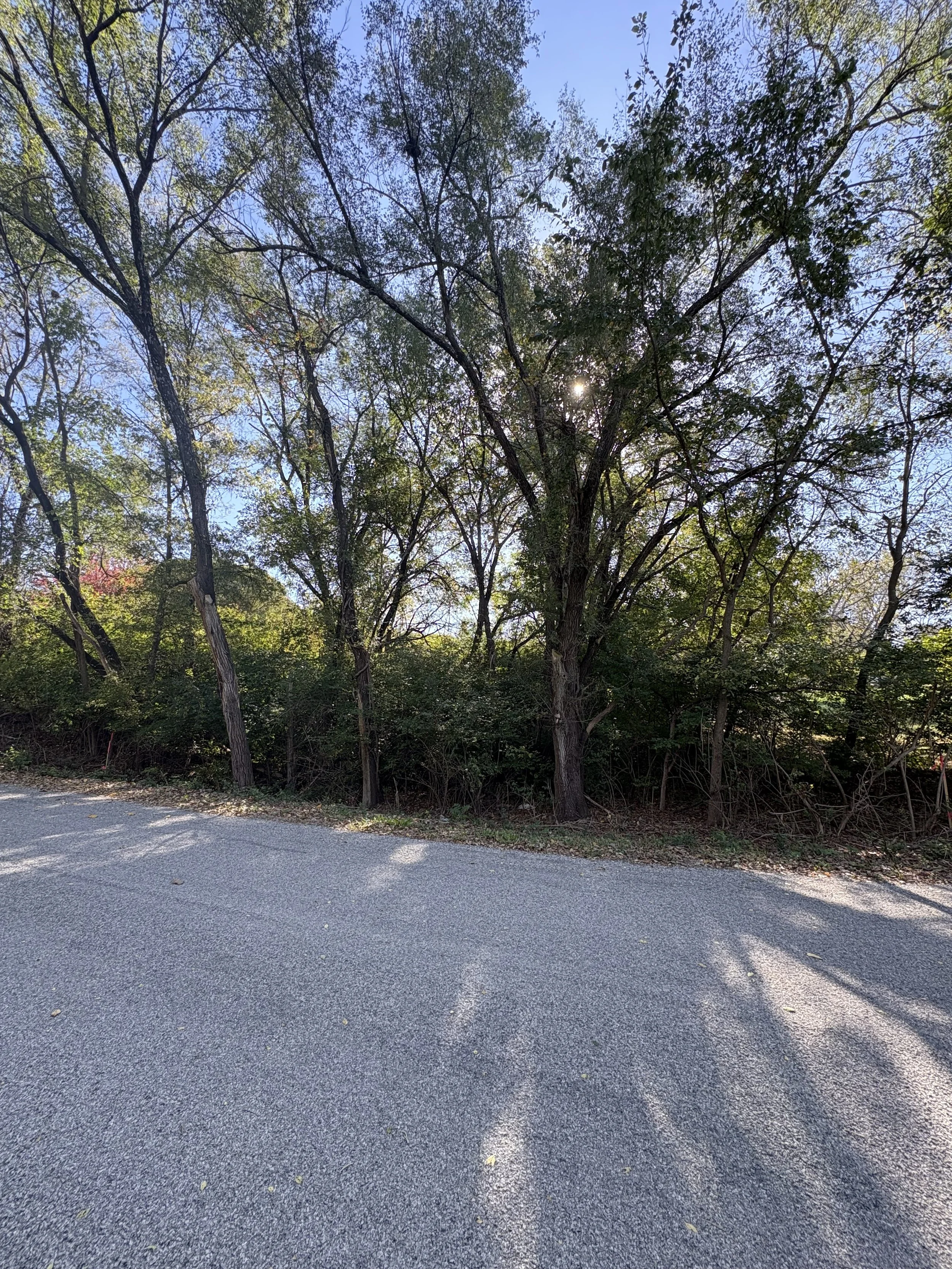 Overgrown property before land clearing in Meriden, KS with trees, over growth, and brush.