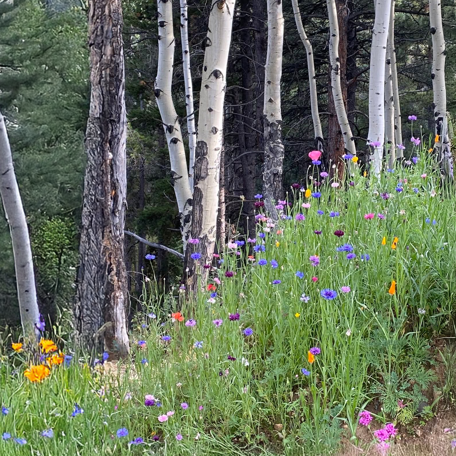 Aspen and wildflowers 2.png