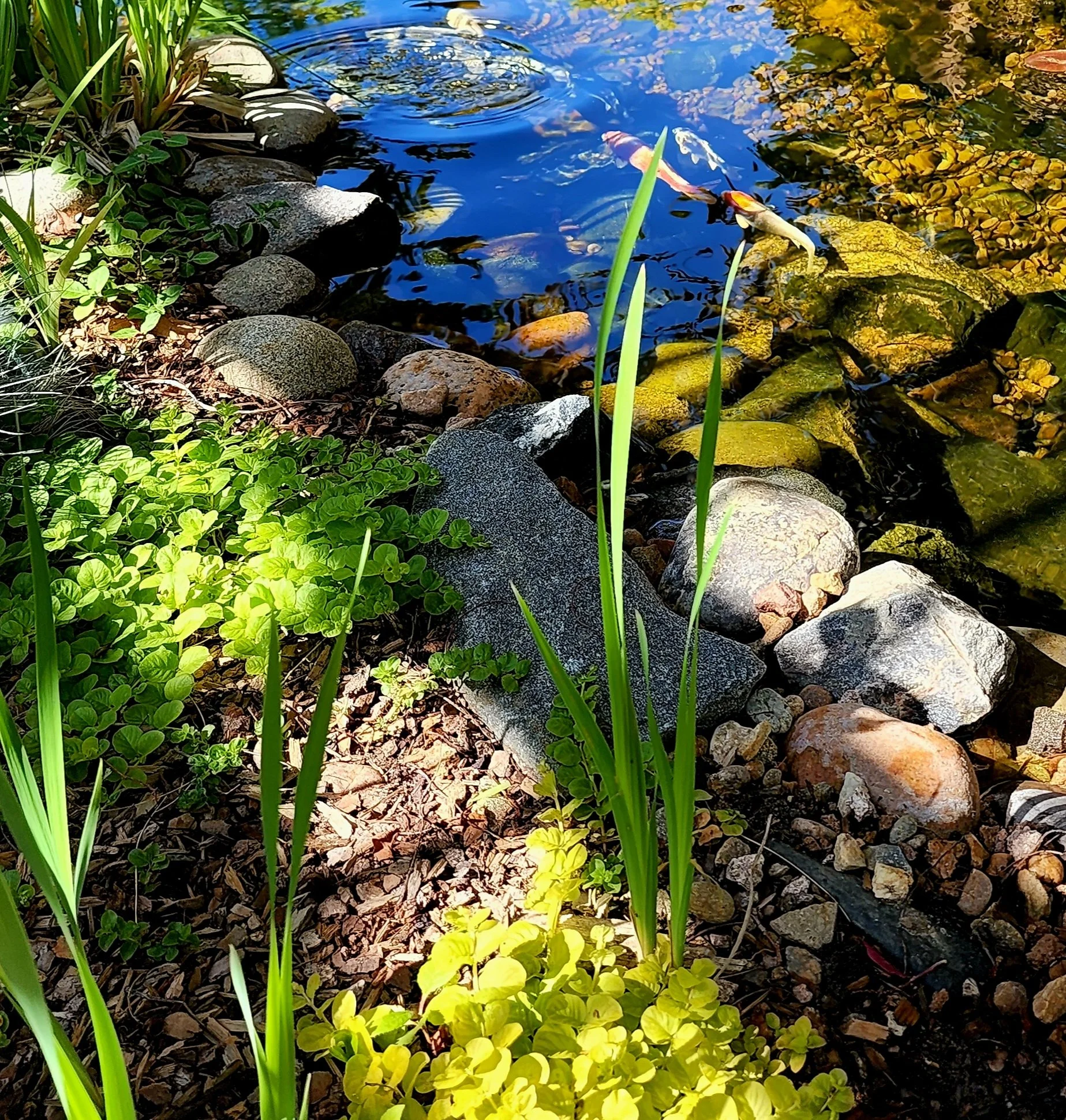 Urban Water Garden