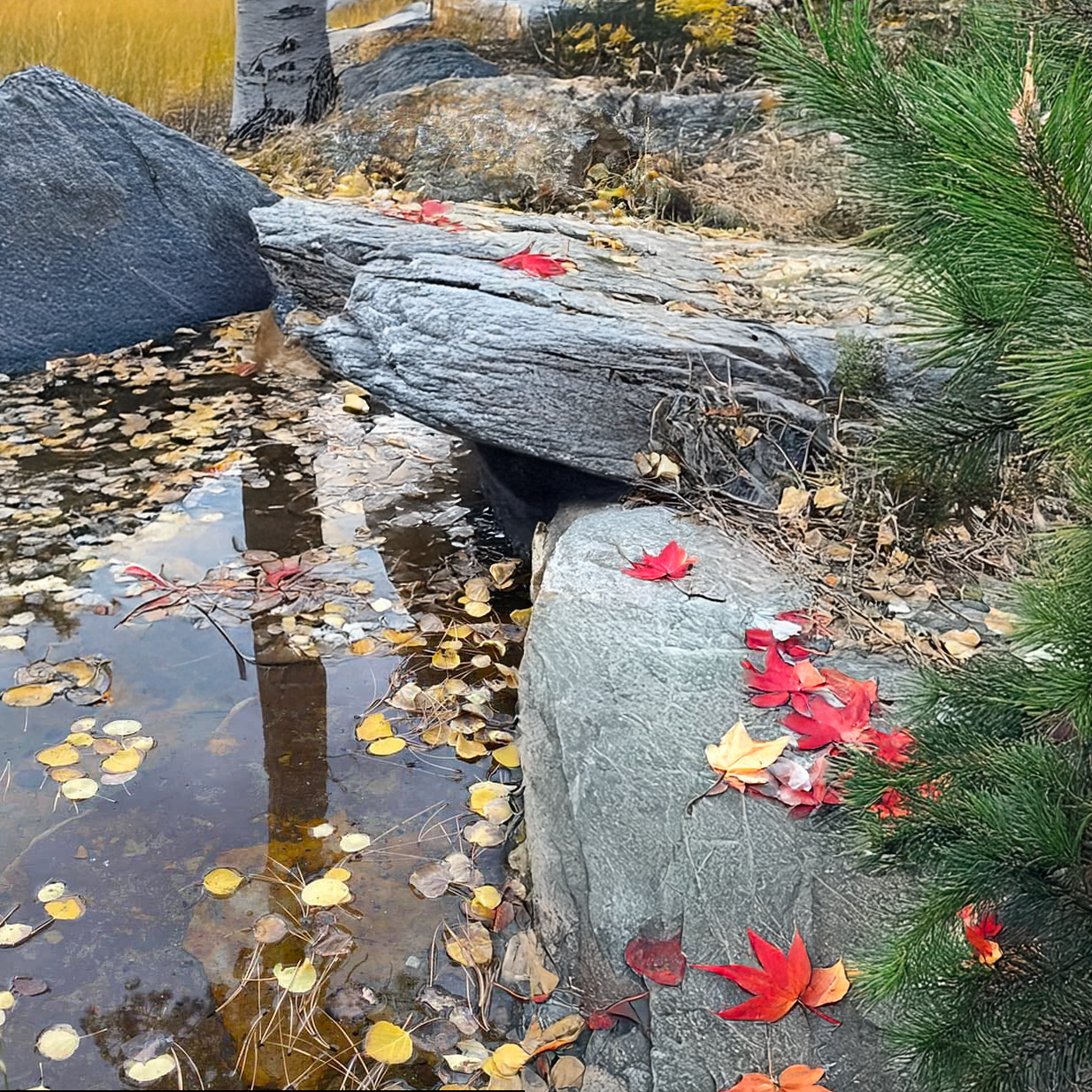 Pond and leaves 2.png