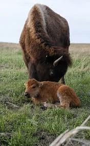 2025 Bison Family Festival