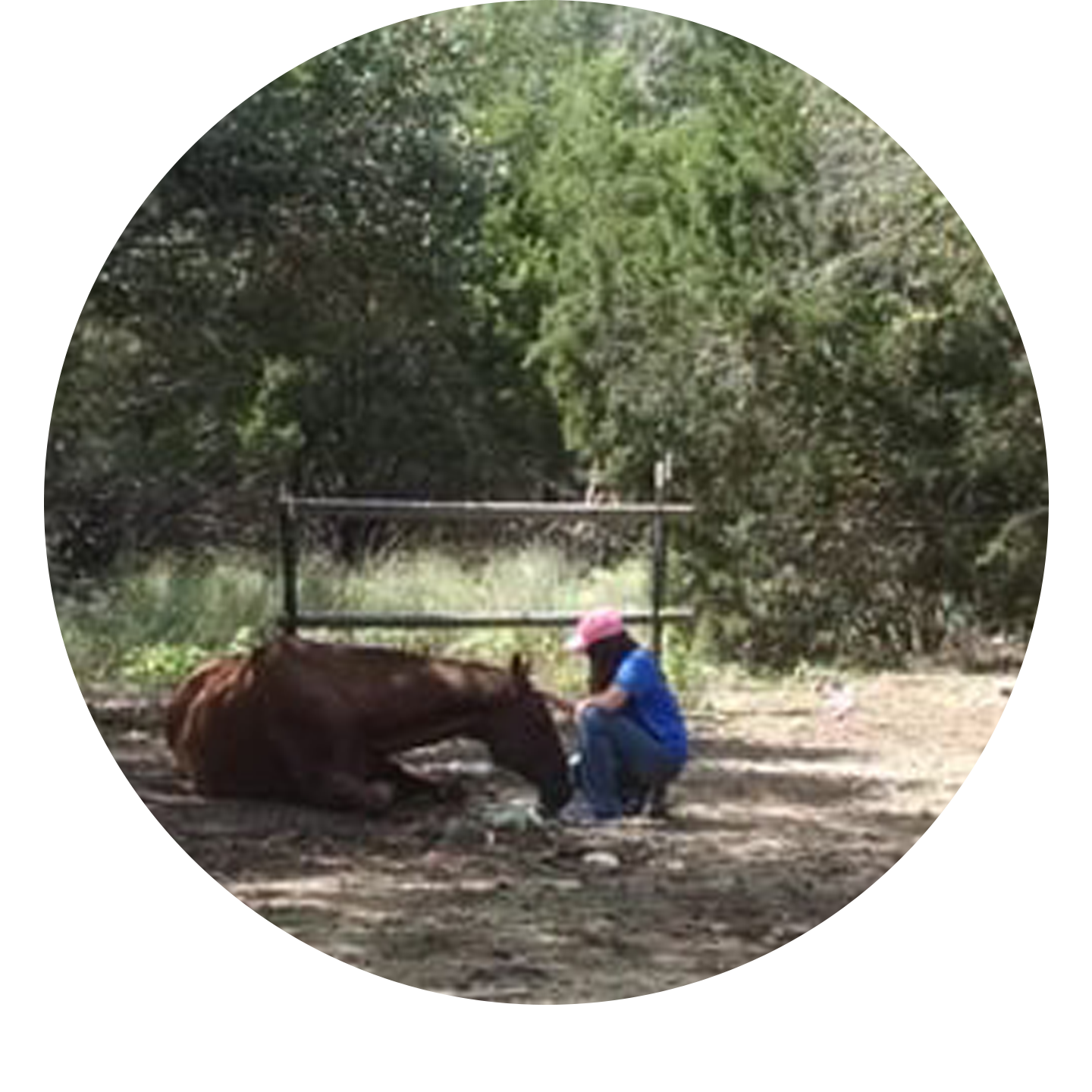 A girl in a pink hat and blue shirt kneeling beside a brown foal lying on the ground in a shaded outdoor area with green trees in the background.