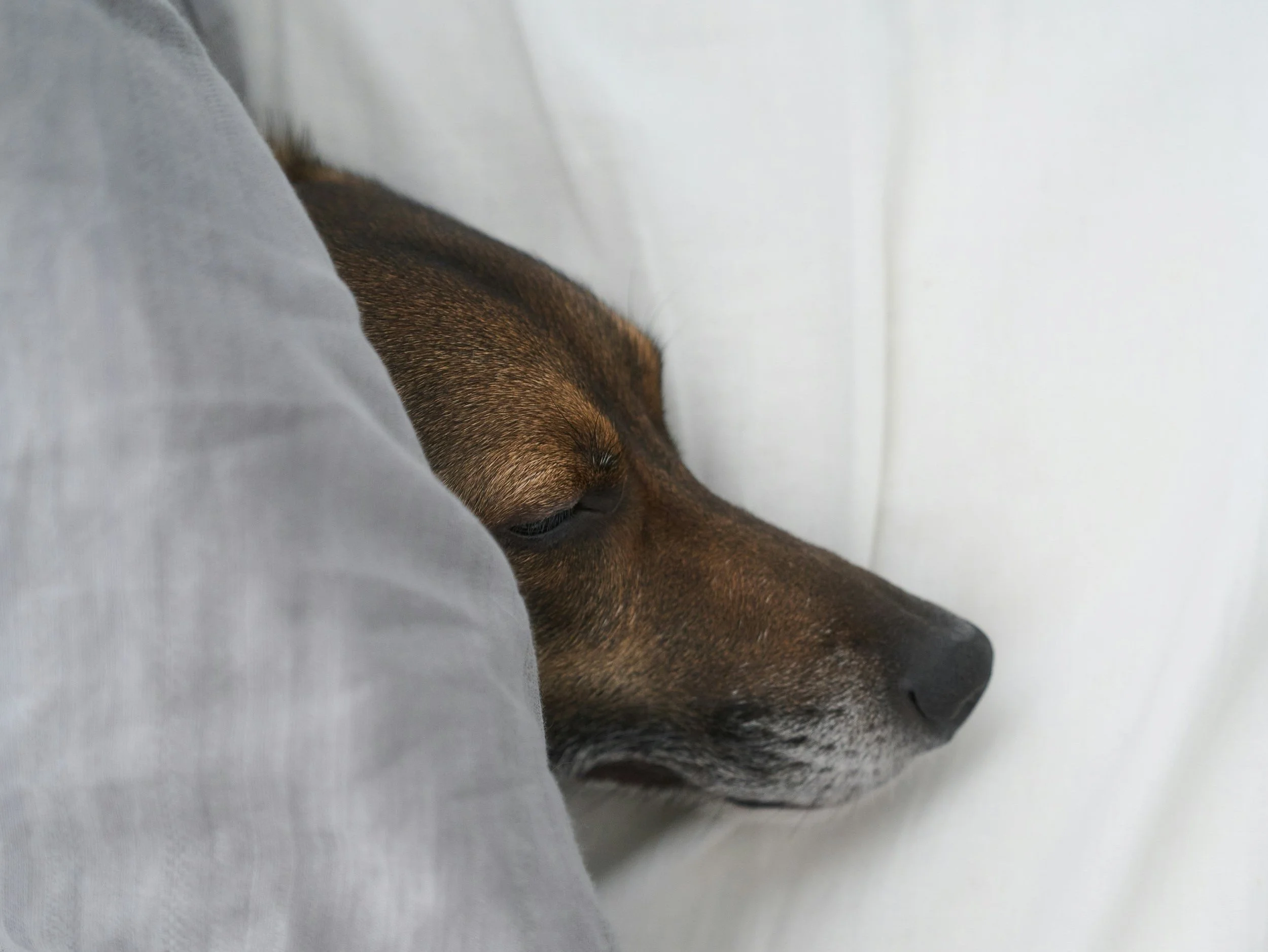 ¿Cuándo decidir sacrificar a un perro?