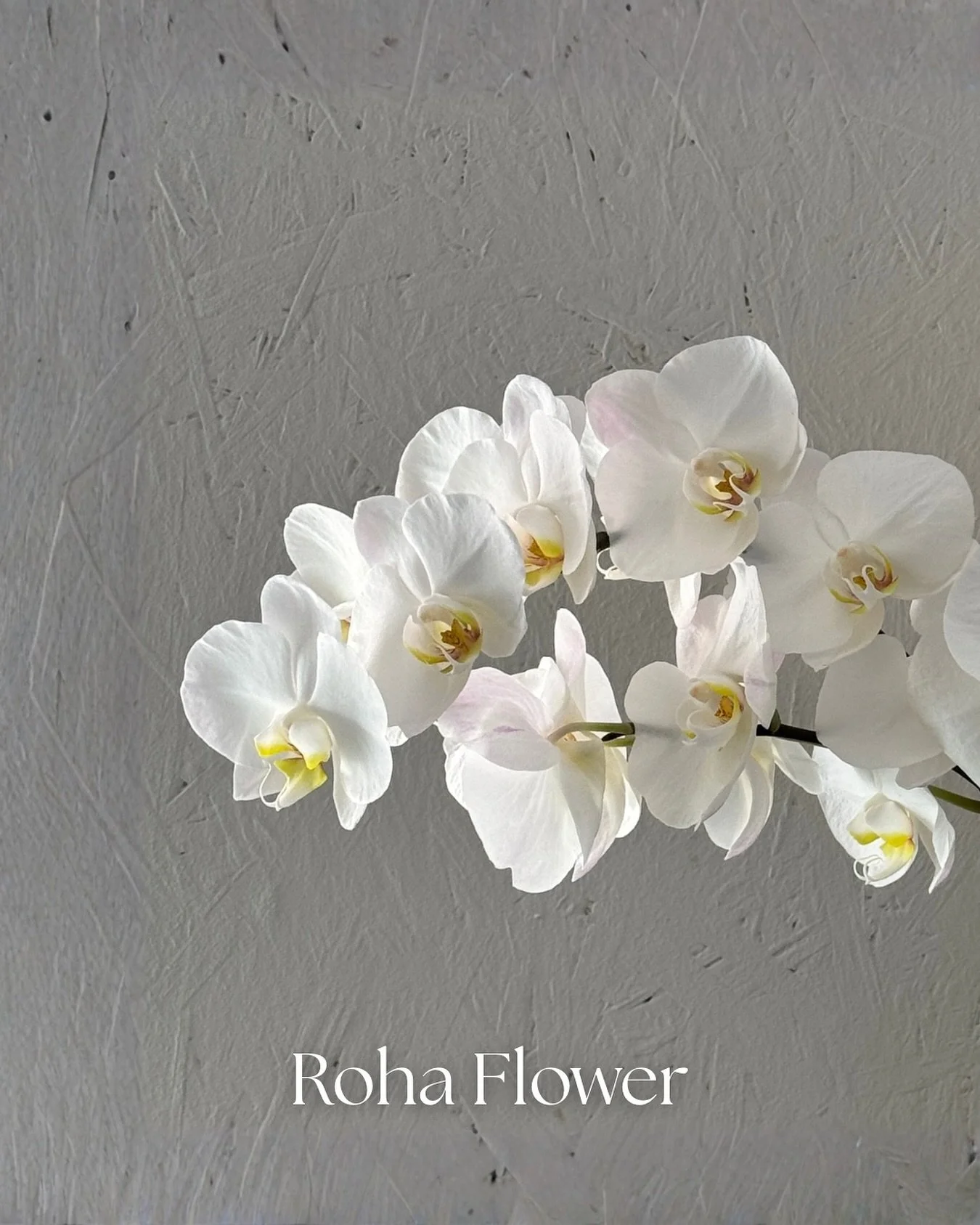 #Rohaflower

Calm. Pure. Timeless.