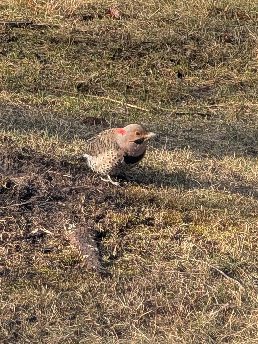 Northern Flicker, photographed 3-21-25, Athens, NY. Credit: Jeffrey Lee Simons