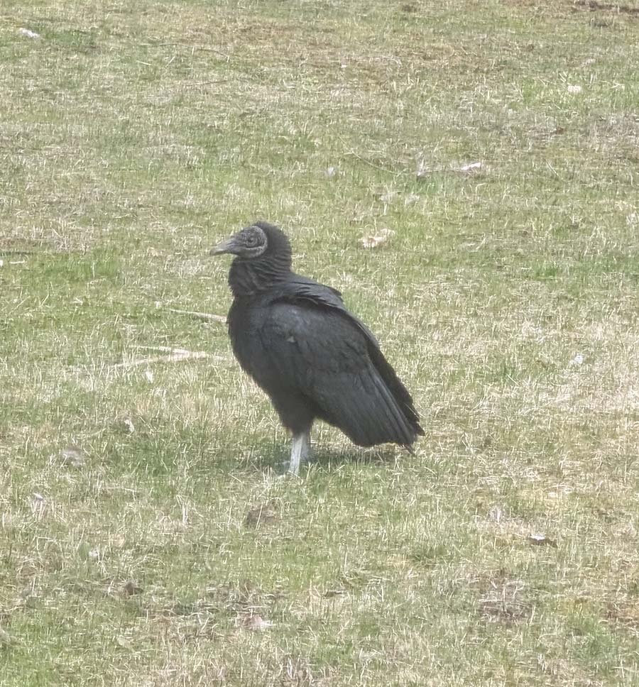 Black Vulture, photographed 4-9-25 in Athens, NY. Credit: Jeffrey Lee Simons
