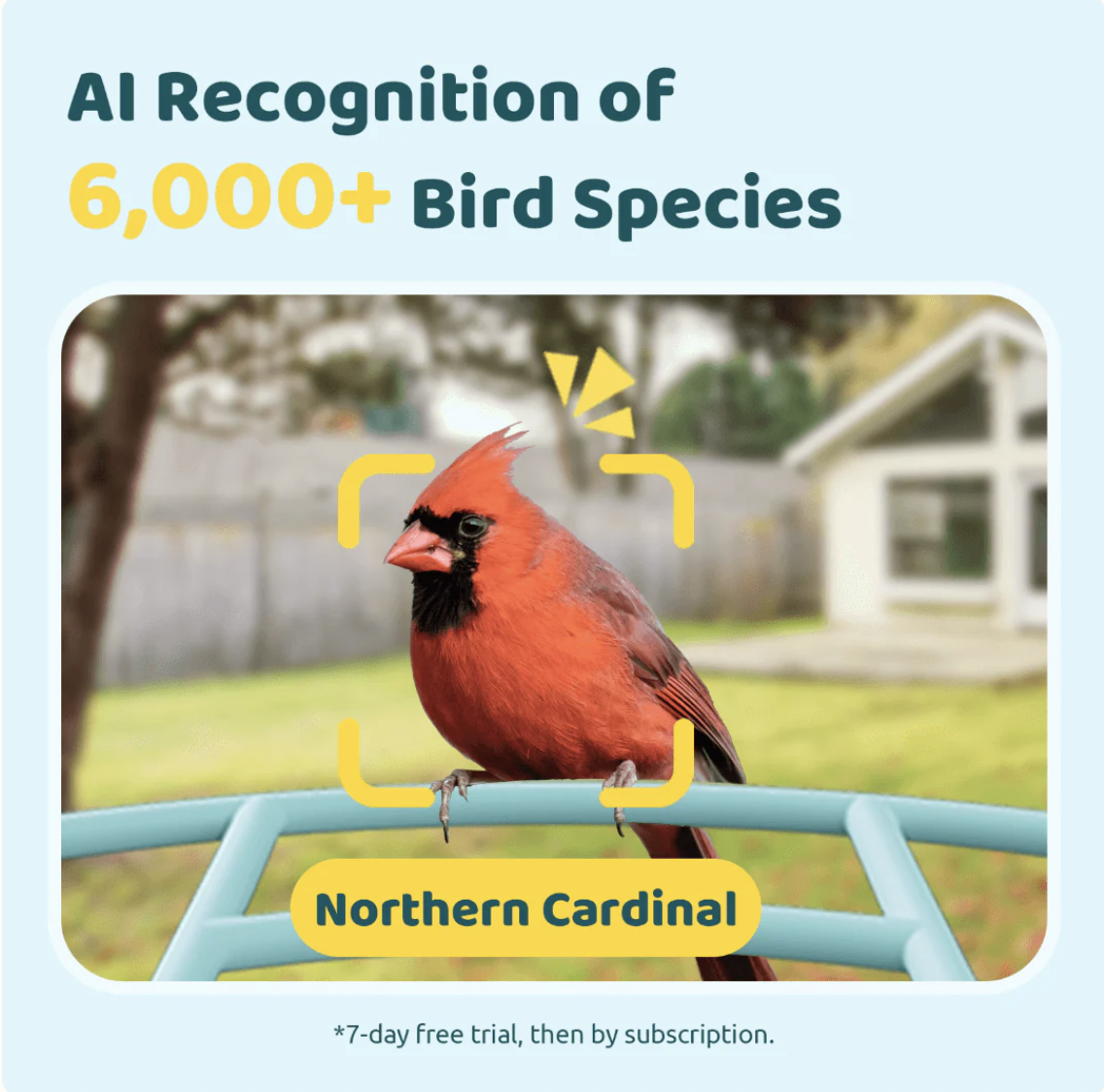 Birdfy Feeder 1 -AI Recognition Screen.png