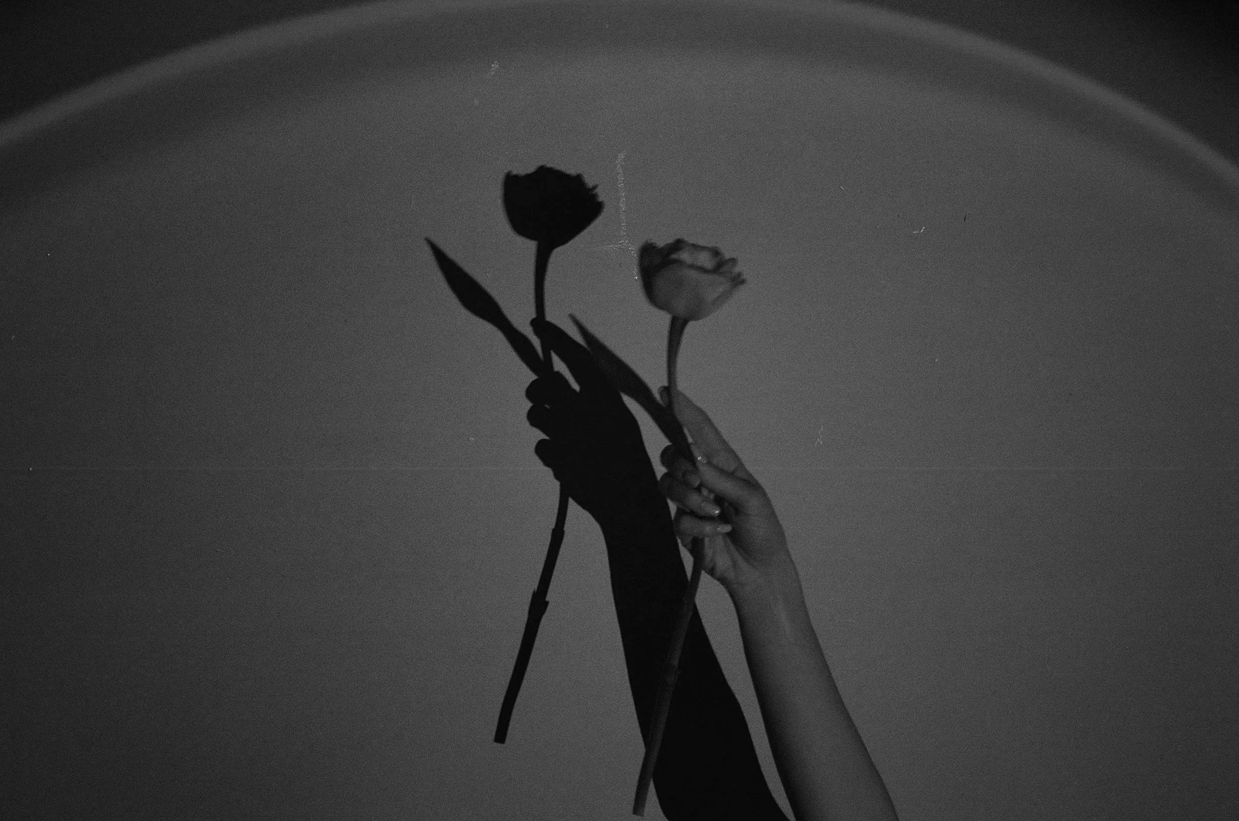 A rose representative of the intuitive tools used in all intuitive healing practices.