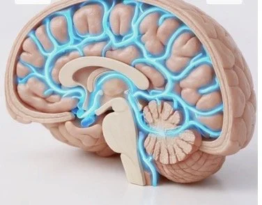 The Brain's Dishwasher: How Chiropractic Supports Your Glymphatic System