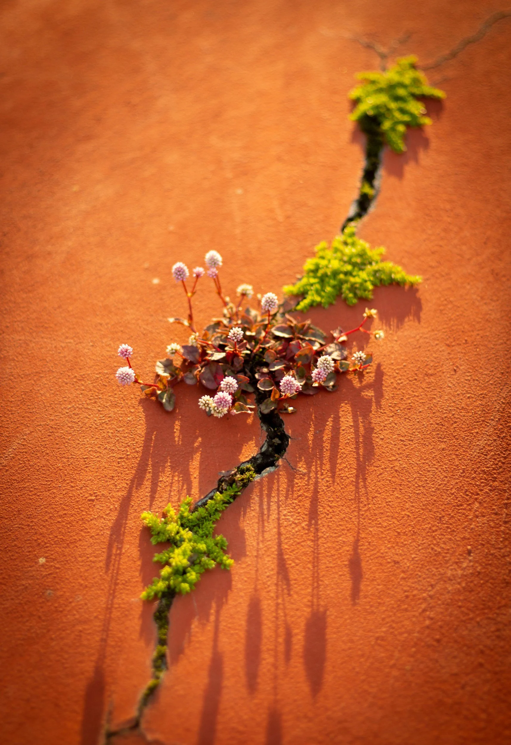 Close-up of small plants growing through a crack in a orange wall, with shadows cast on the wall.