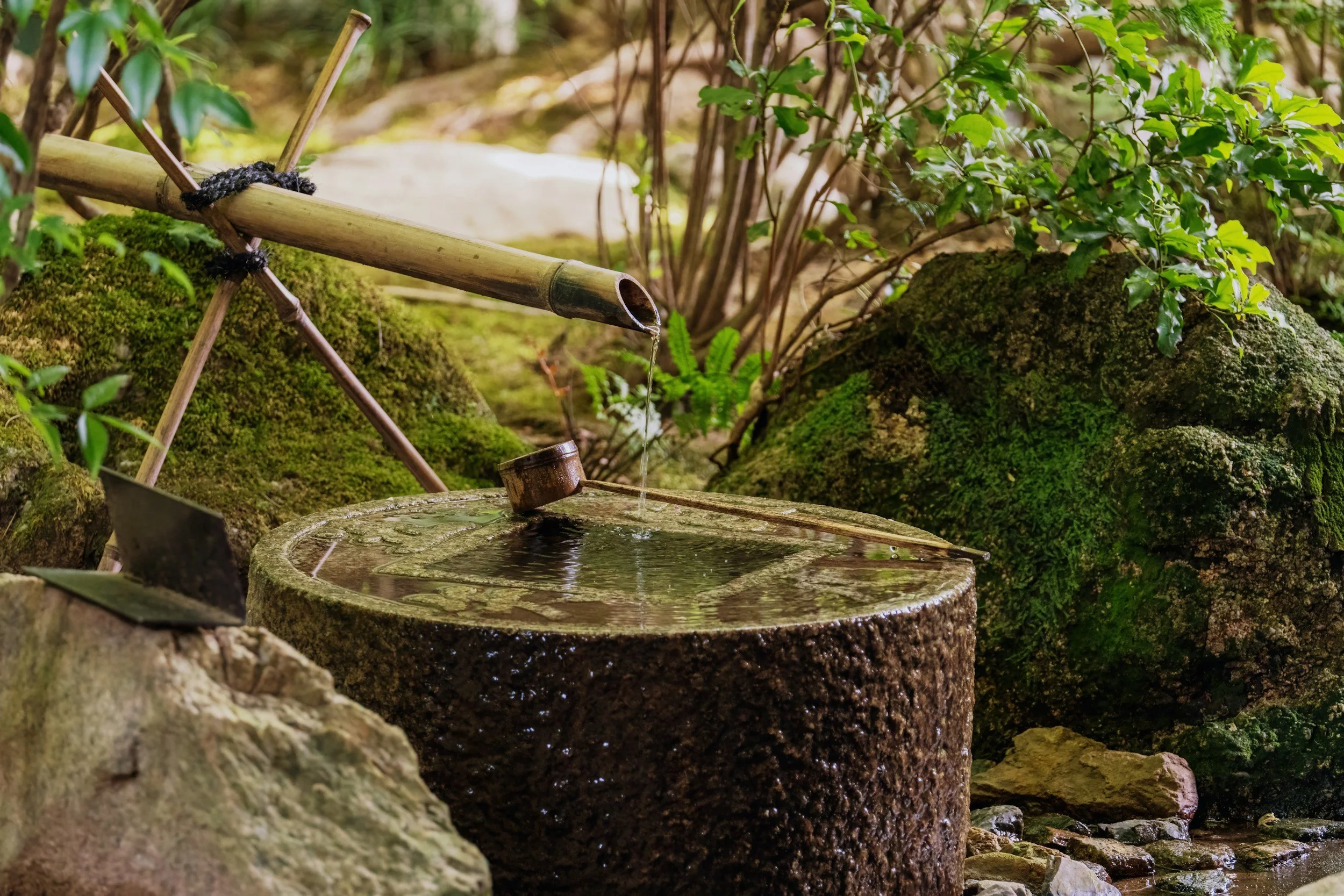 A traditional Japanese bamboo water fountain in a lush green garden with moss-covered rocks and plants.