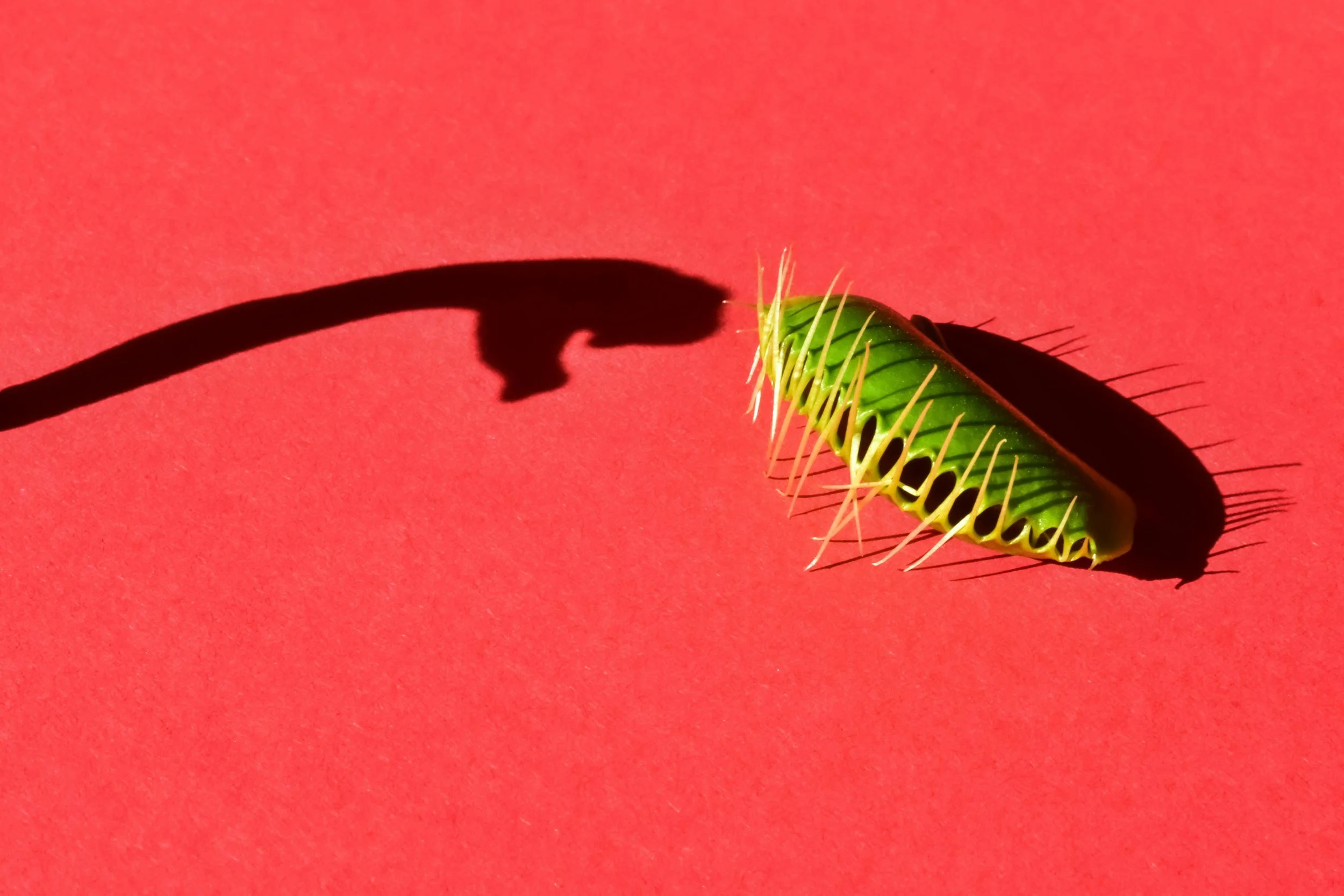 A green caterpillar with long white spines on a red background, casting a dark shadow.