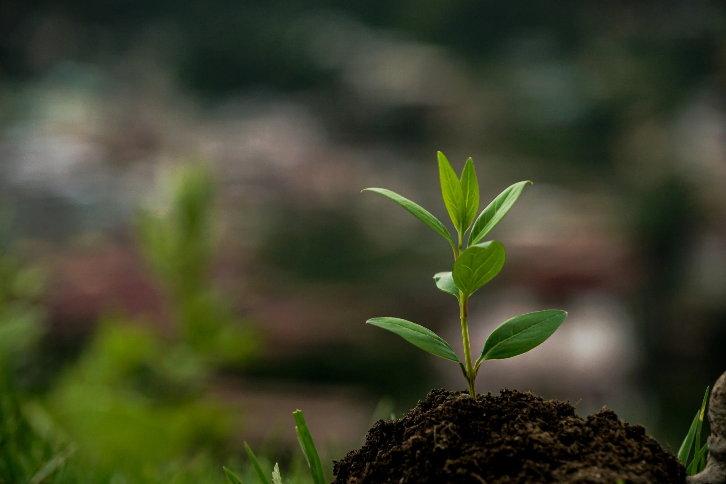 Small green plant sprouting from dark soil on green grass, with blurred background.