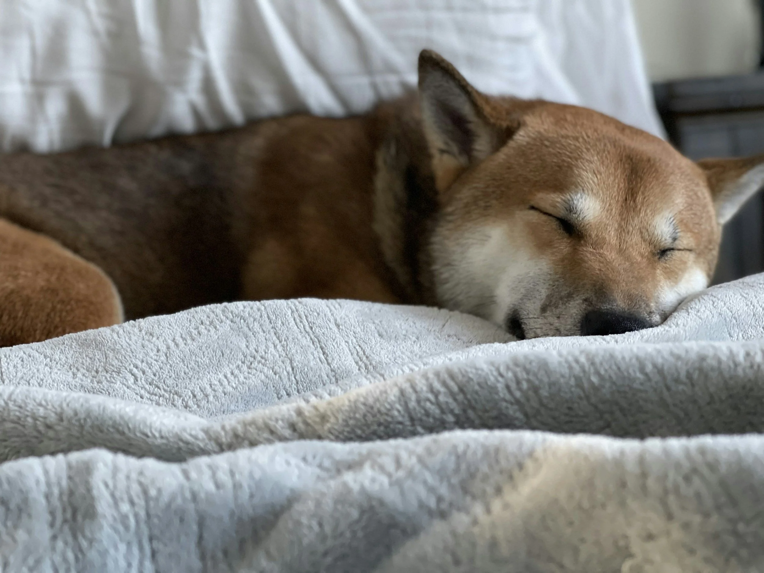 A brown and white dog peacefully sleeping on a white textured blanket.