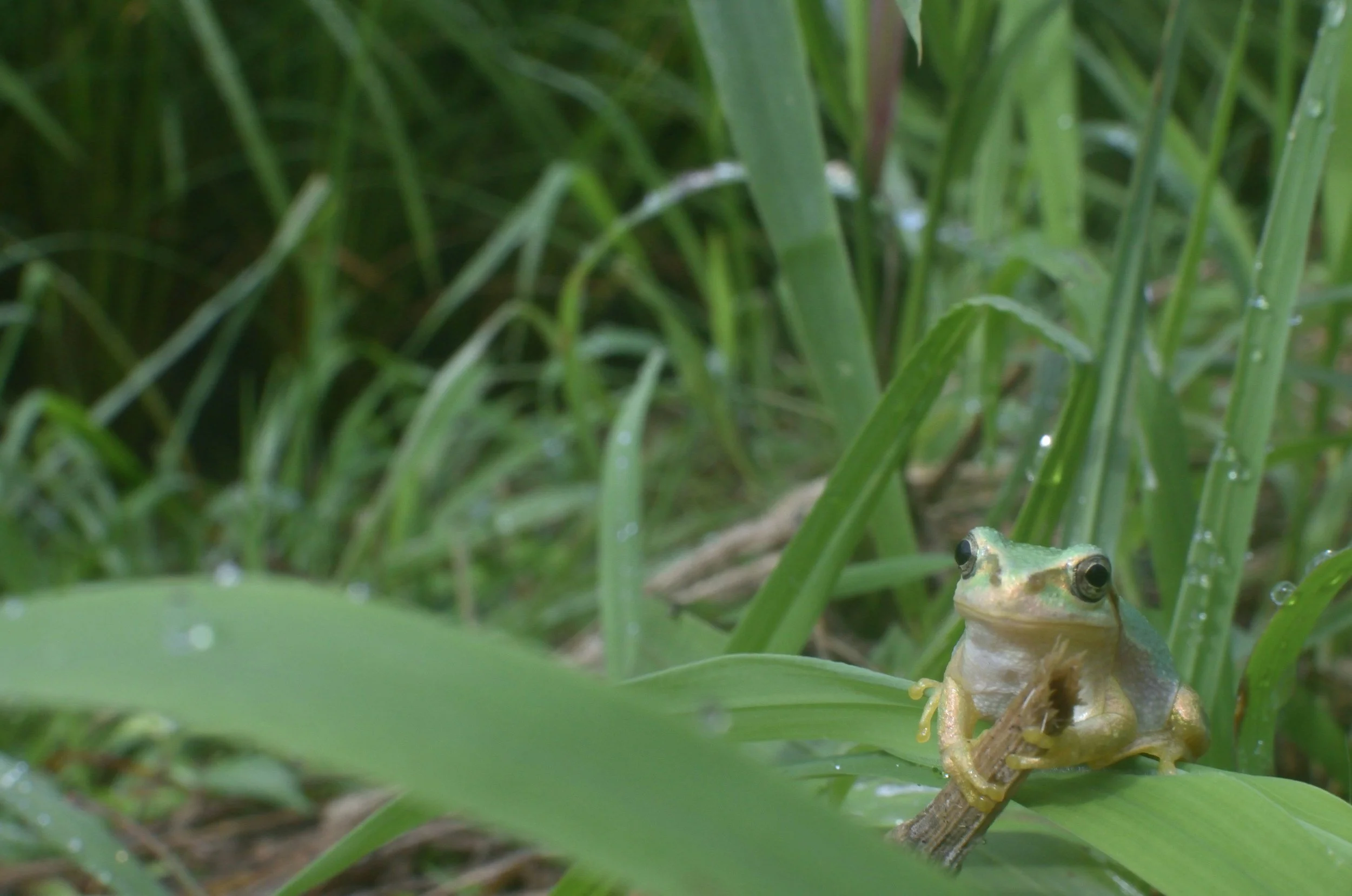 A green frog sitting on a leaf in a grassy area with dew drops on the grass.