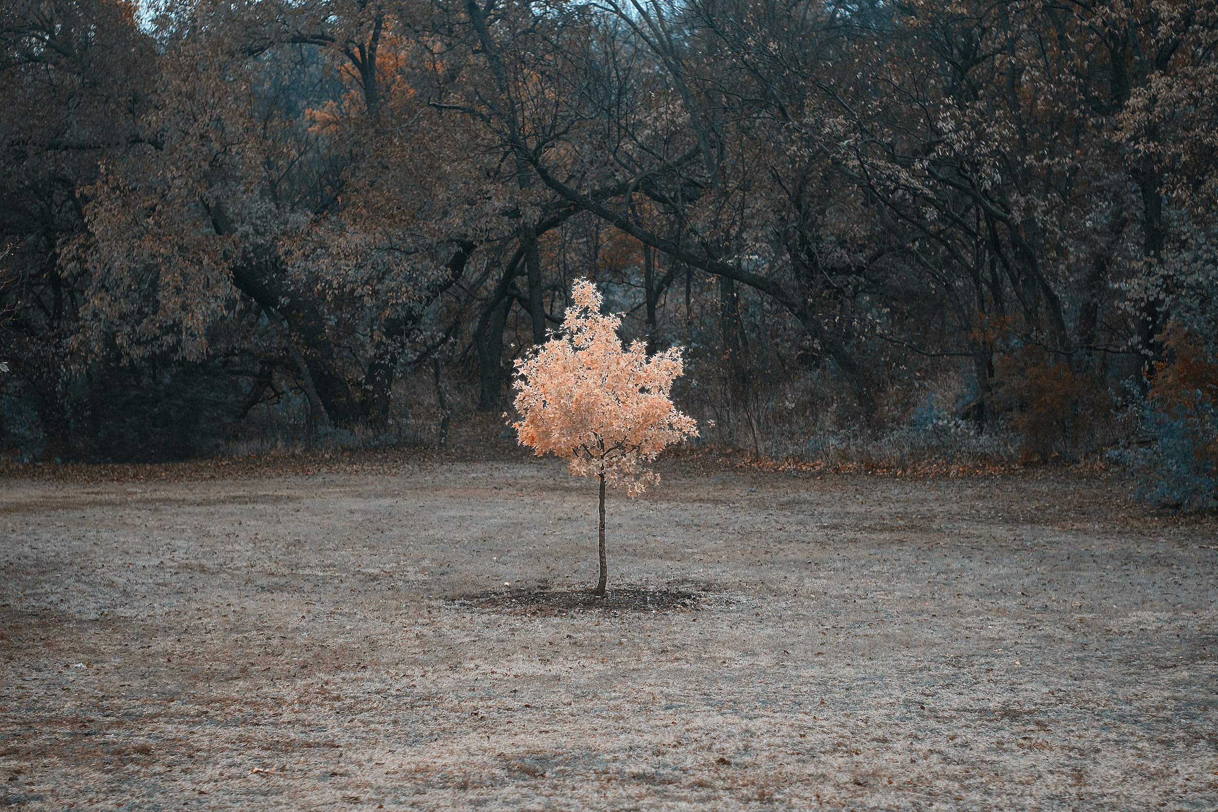 A small tree with pink leaves stands alone in an open field, with larger trees with darker leaves in the background.