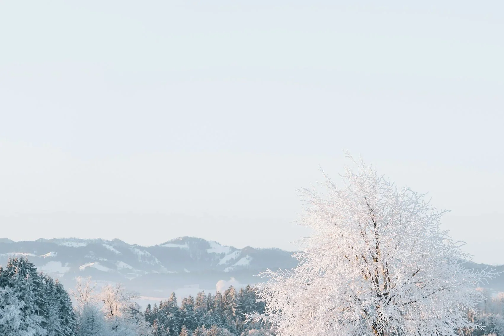 Snow-covered trees and distant mountains on a winter day.
