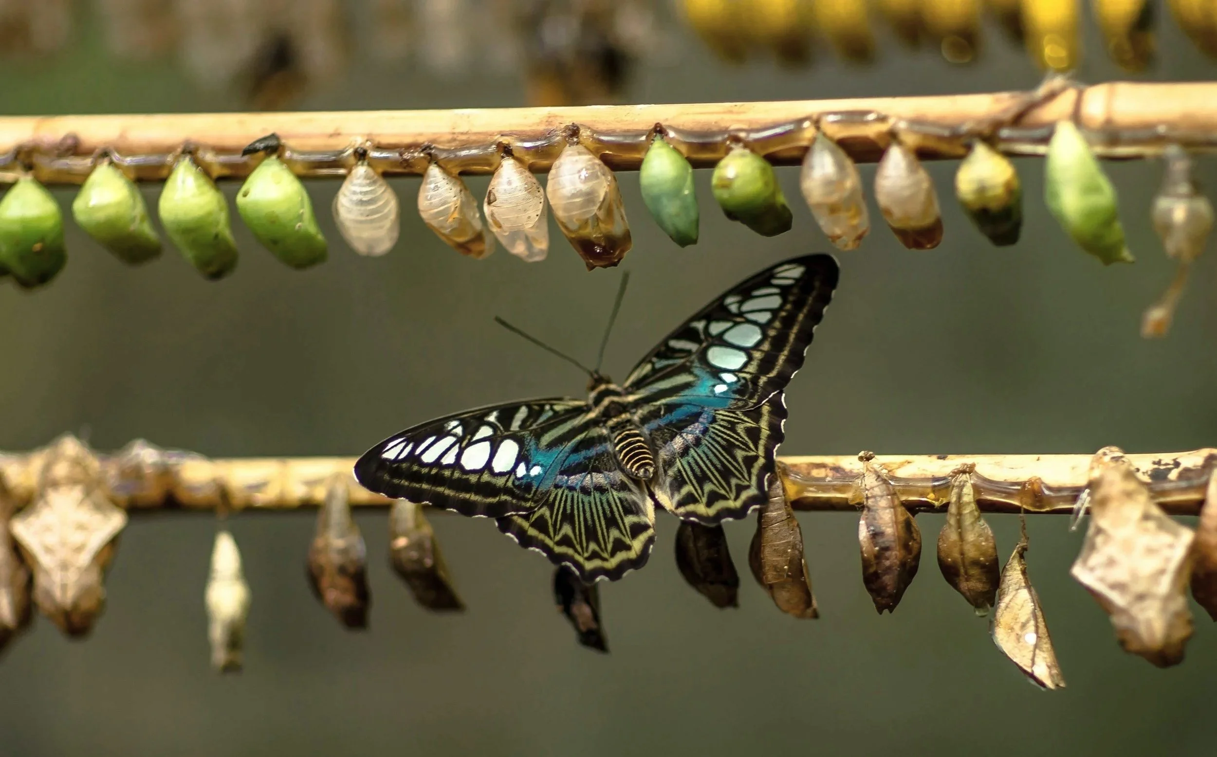 Close-up of a ladybug emerging from a chrysalis on a thin twig, with a large butterfly with black, blue, and white wings also on the twig, and multiple chrysalises hanging below.