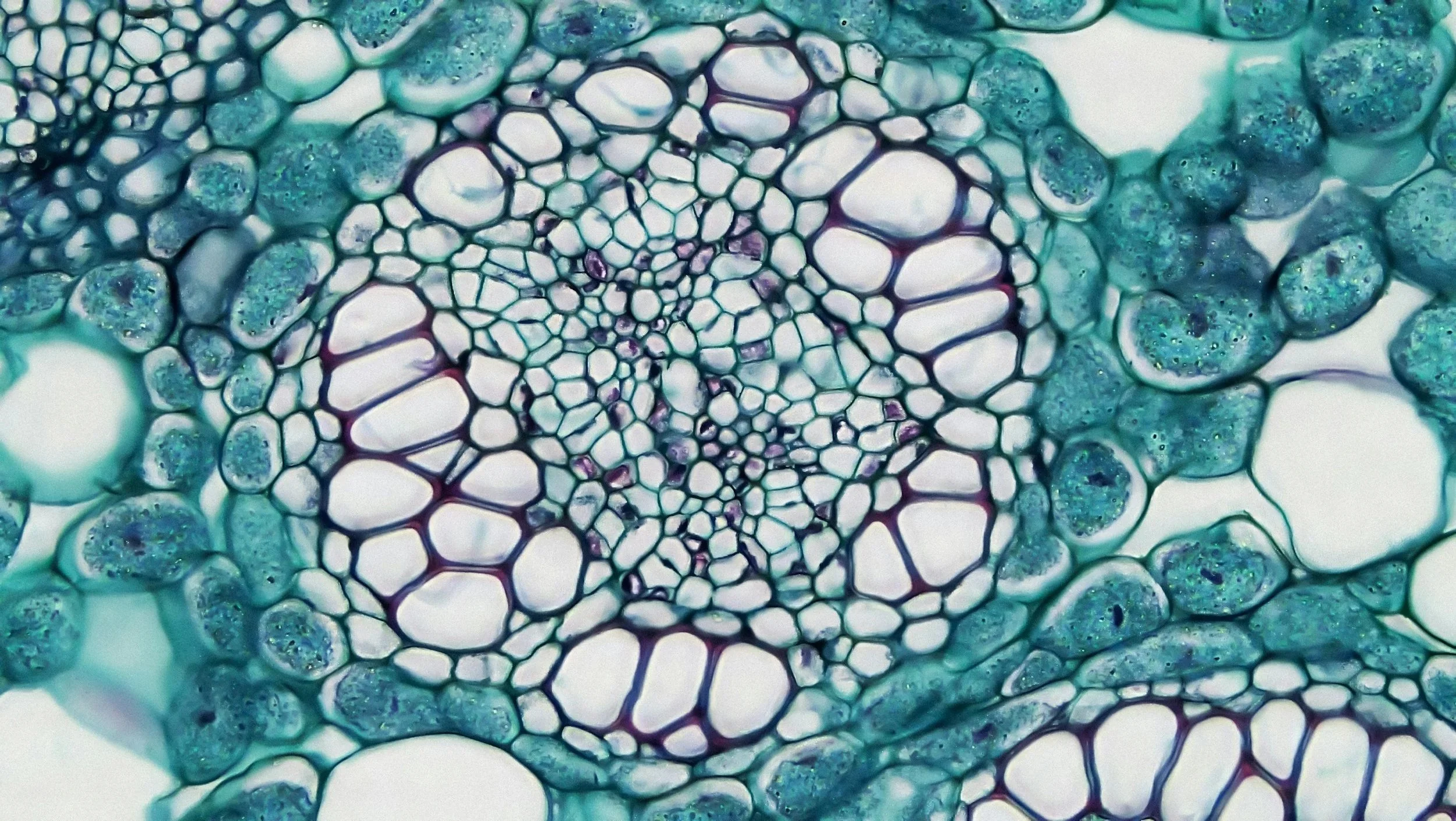 Close-up of a microscopic plant or algae cell structure in shades of blue and purple, showing a network of interconnected cells.