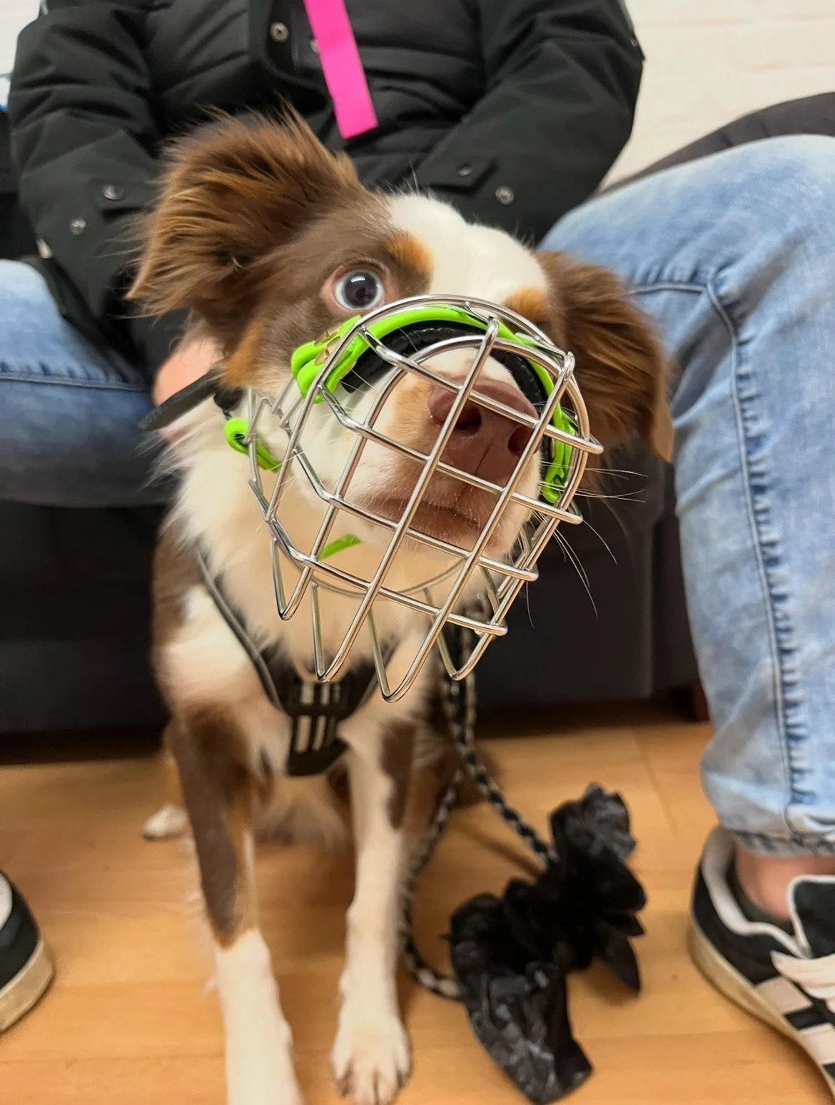 Hund mit Maulkorb sitzt auf dem Boden, Leine und Tüte daneben, Person sitzt im Hintergrund. Innenraum mit Holzboden.