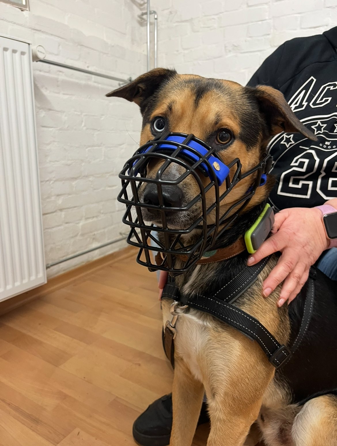 Ein Hund mit einem Maulkorb sitzt in einem Raum. Neben ihm befindet sich eine Person, die ihn hält. Der Hund trägt ein Geschirr und sieht direkt in die Kamera.