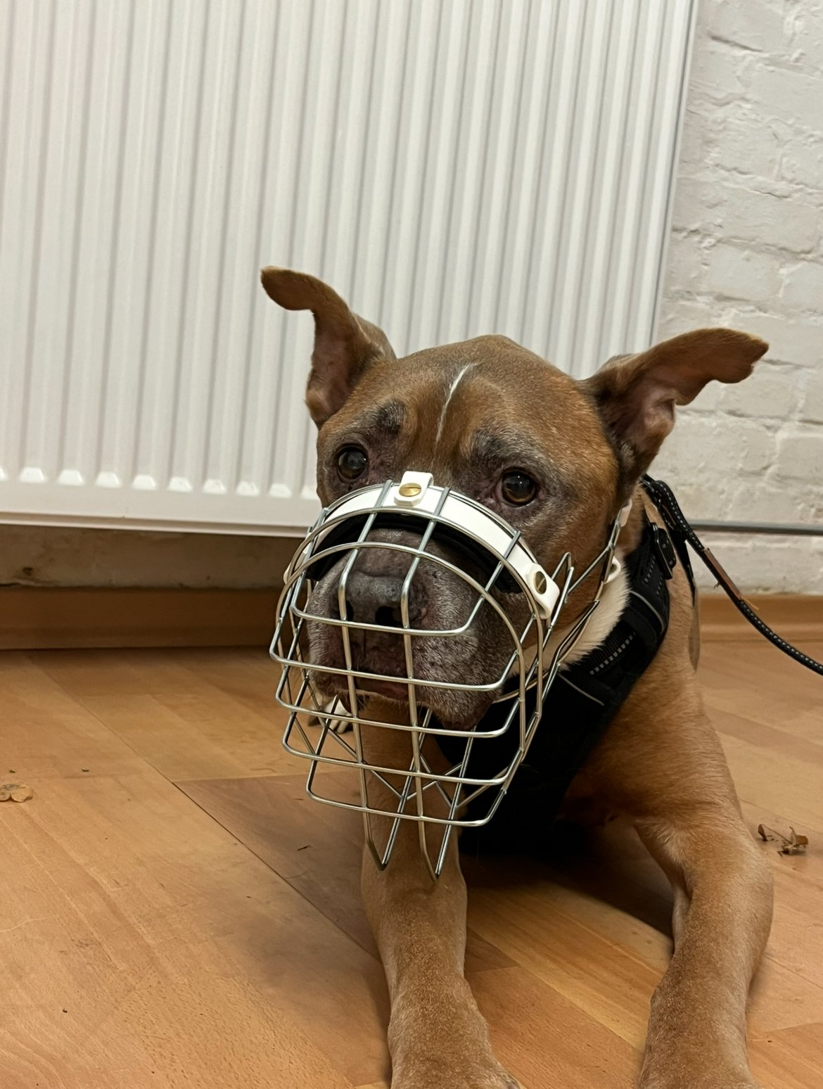 Hund mit Maulkorb liegt auf Holzboden vor einer Heizkörperwand.