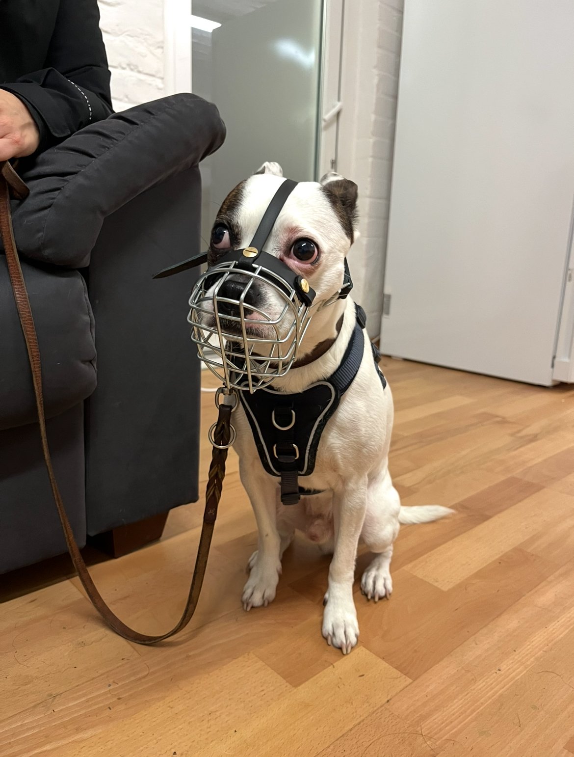 Hund mit Maulkorb und Geschirr, sitzt auf einem Holzboden neben einem schwarzen Sofa.
