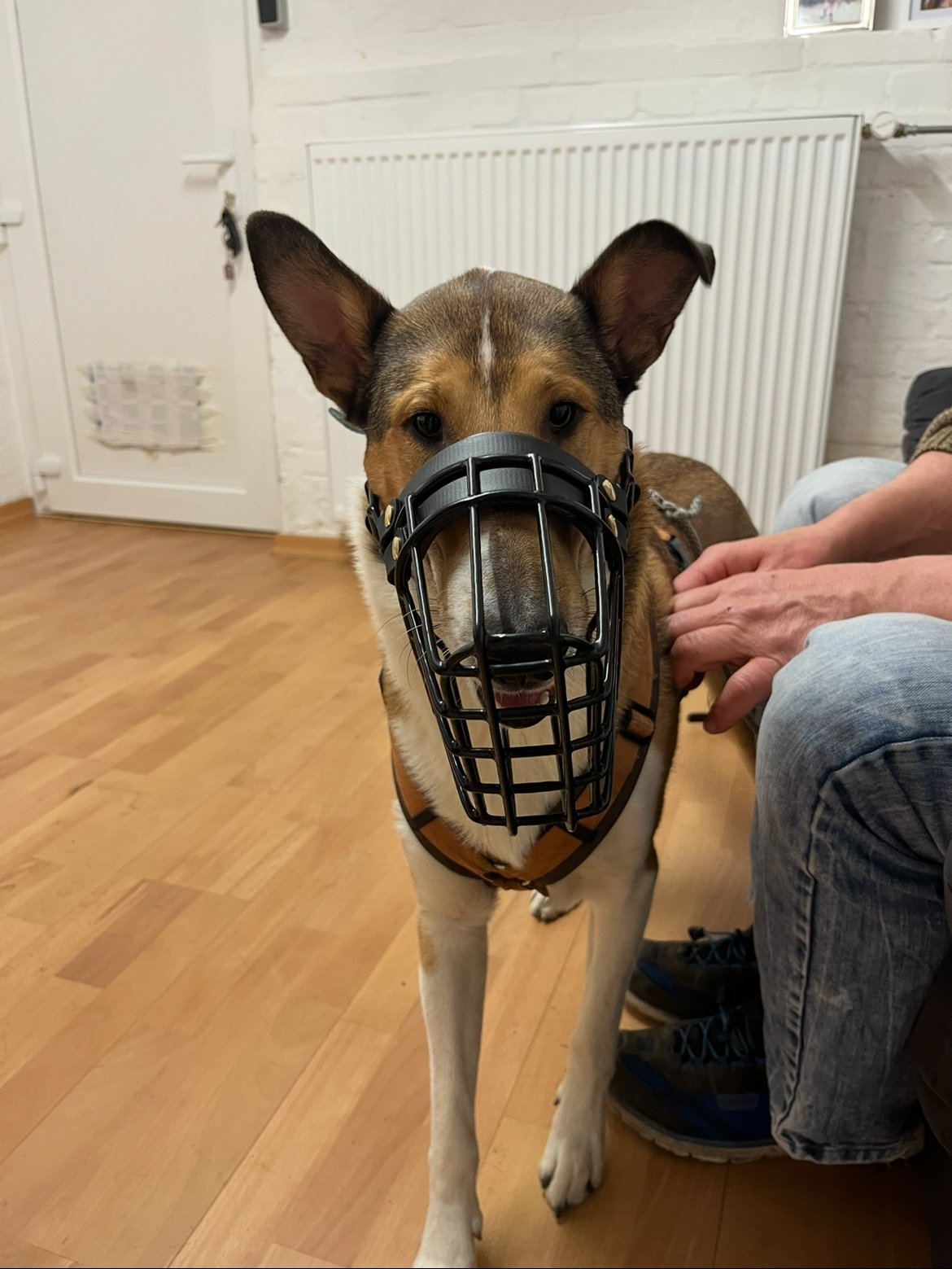 Ein Hund mit Maulkorb im Innenraum, auf einem Holzboden. Ein Mensch sitzt daneben und berührt den Hund.
