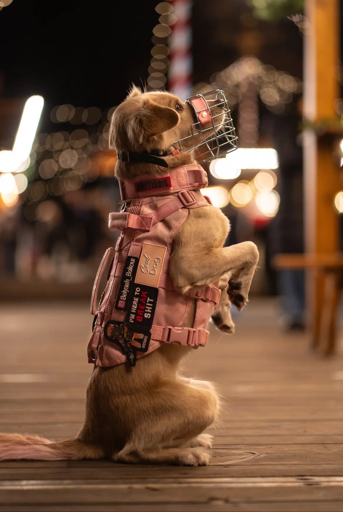 Hund mit einem Maulkorb und rosa Geschirr, sitzt aufrecht auf den Hinterbeinen; im Hintergrund Lichter und Unschärfe.