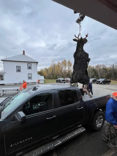 Moose 2025 1.jpeg